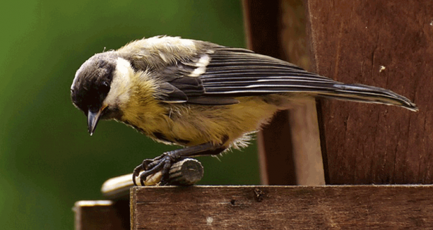 Hôtels à insectes Ou nichoirs pour oiseaux offerts