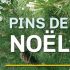 Distribution gratuite de Pins de Noël