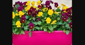 Distribution gratuite de barquettes de 6 plants de fleurs