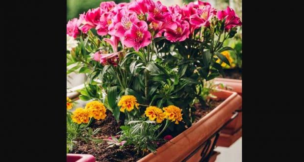 Distribution gratuite de lots de 10 plants de fleurs d’été