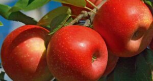 Distribution Gratuite de Pommes du Verger