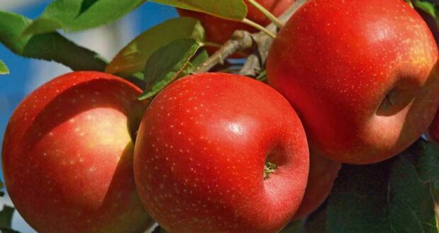 Distribution Gratuite de Pommes du Verger