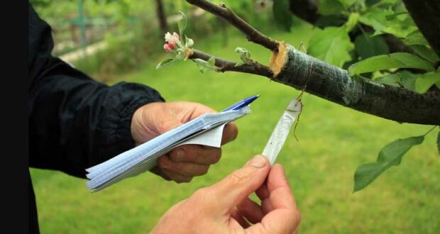 Distribution gratuite de portes-greffes de pommiers