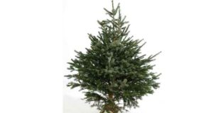 Distribution Gratuite de Sapins de Noël - Seyne