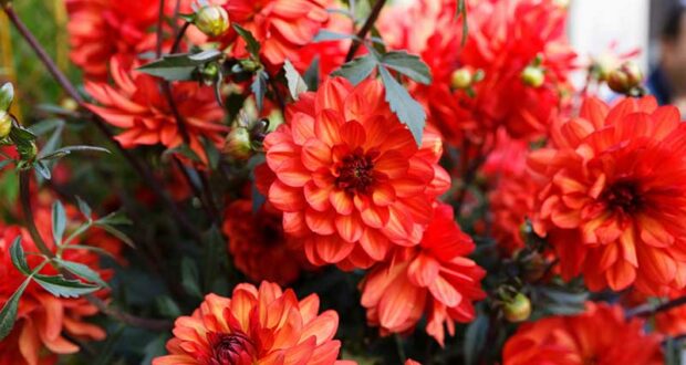 Distribution gratuite de bulbes de Dahlias Olympiques