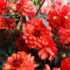 Distribution gratuite de bulbes de Dahlias Olympiques